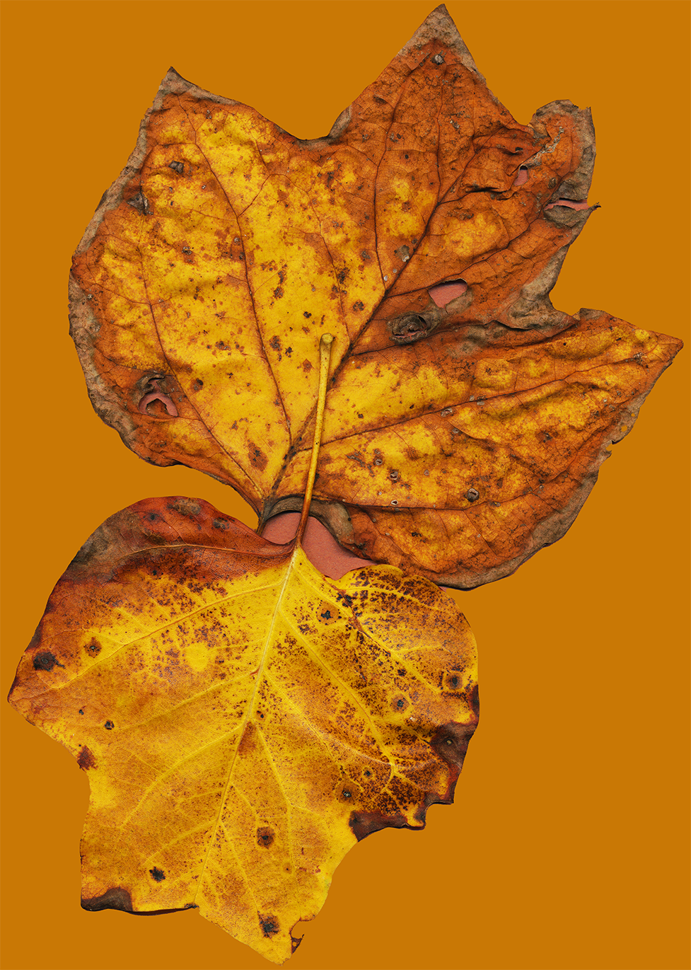 2 tulip poplar leaves fallen to the earth on 7 october 2025 at 3 Dog Acres in the Ozark Highlands of western Arkansas